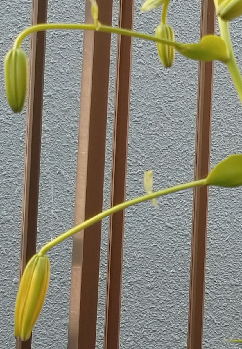 我が家の庭の花