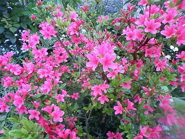 これは…お花ですか？