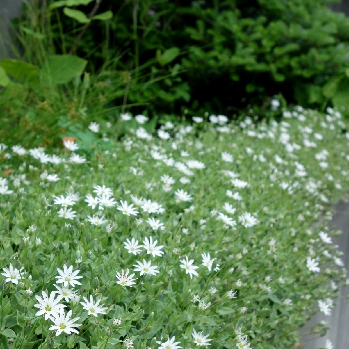 早くも夏ですね