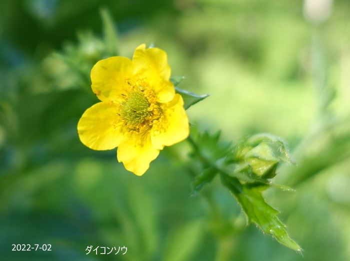 Natural Garden　私の庭　7/02