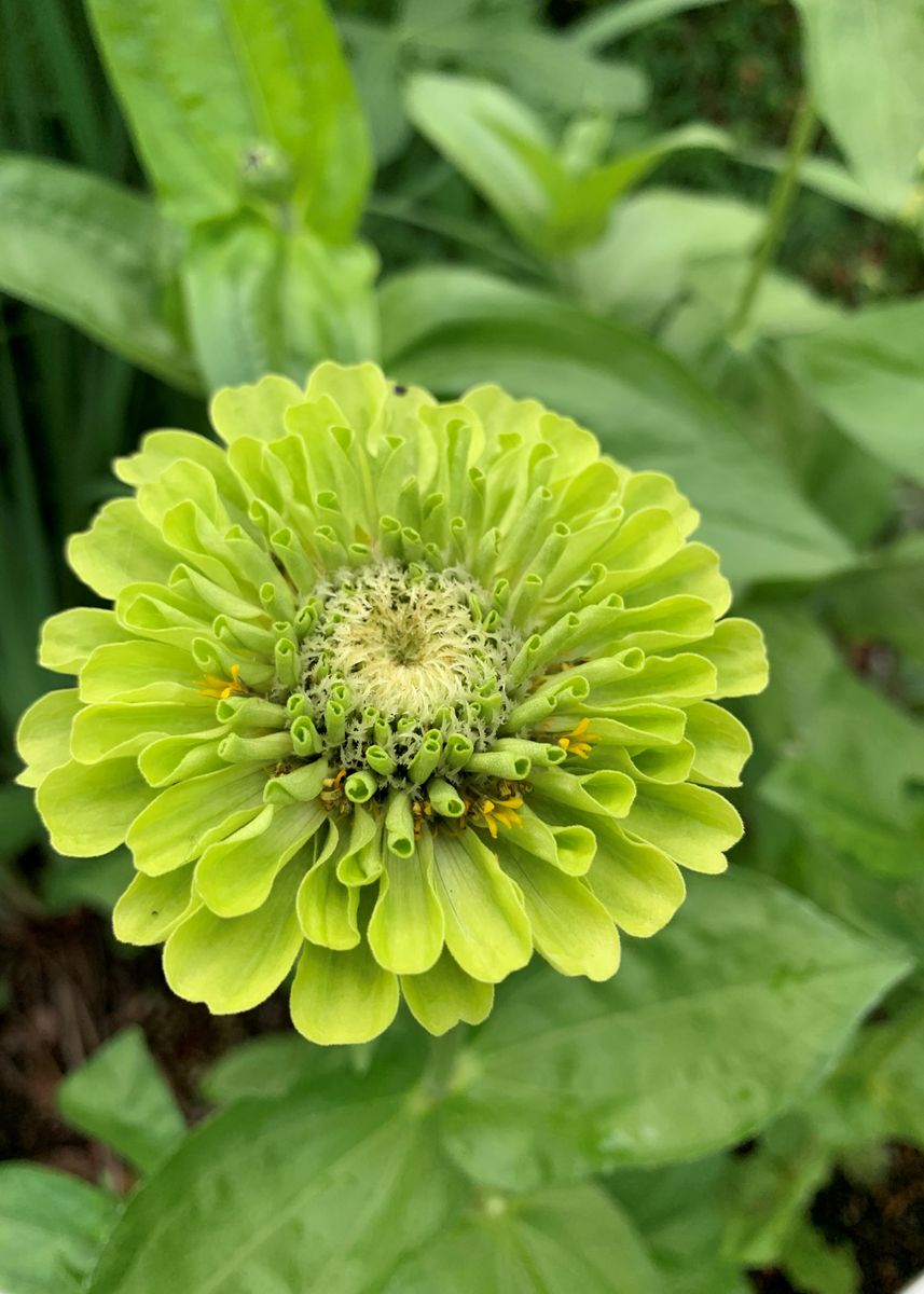 夏のお花さん達が元気に咲いてます。