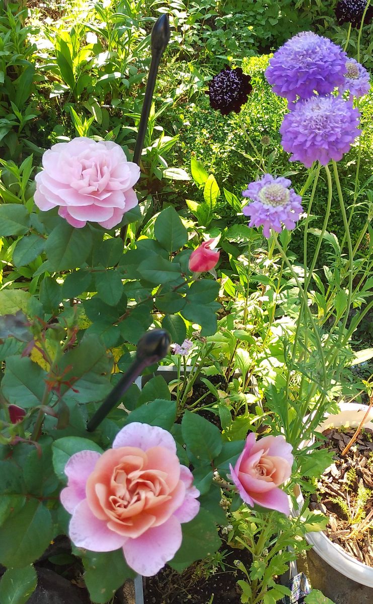 🌹今年のコラボは🌹スカビオサ