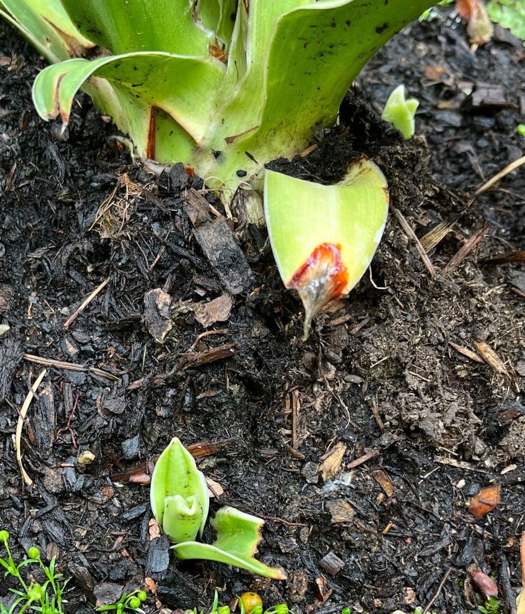 色々な芽が出ました🌱