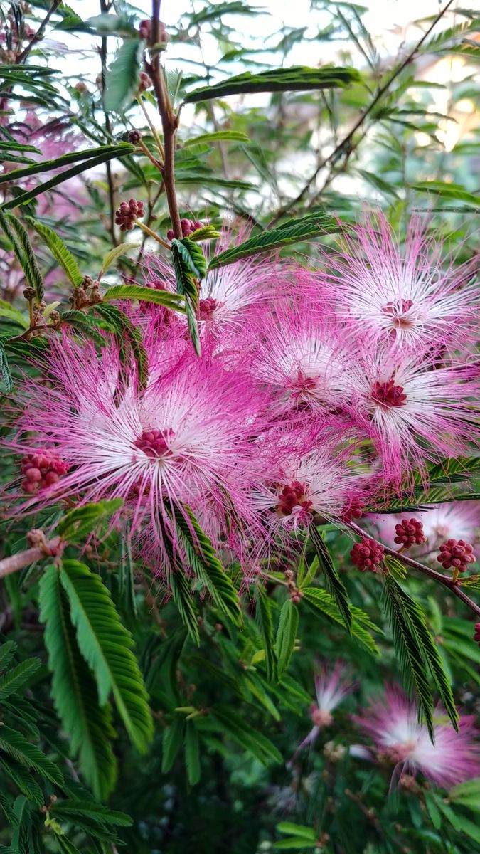 今朝の花