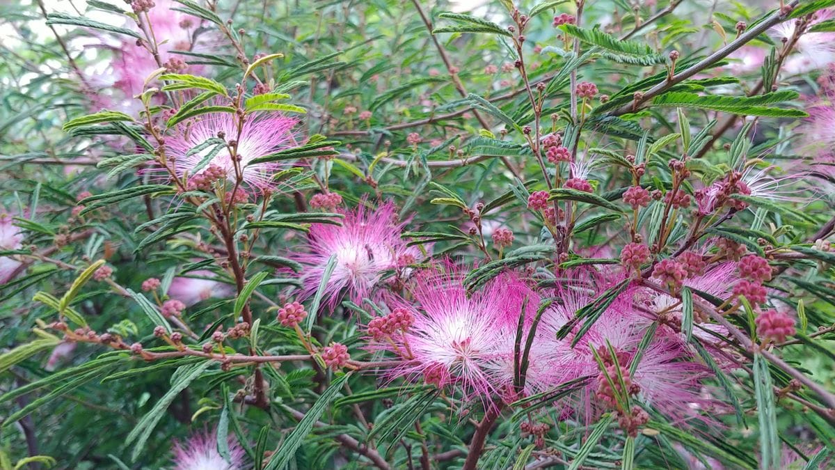 今朝の花