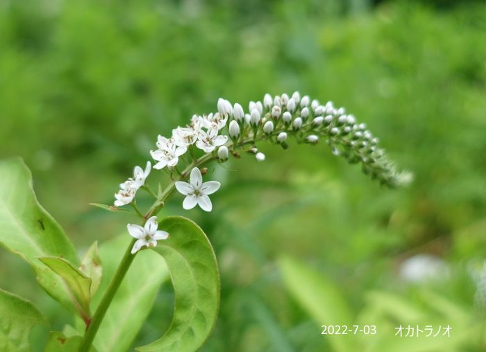 Natural Garden　私の庭　7/03