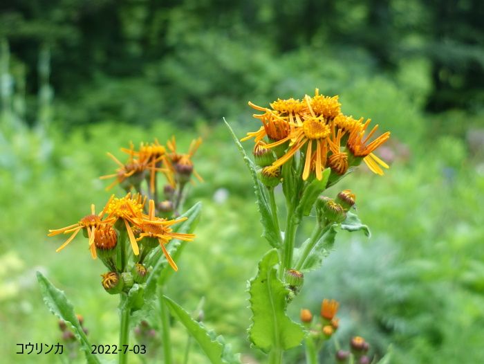 Natural Garden　私の庭　7/03