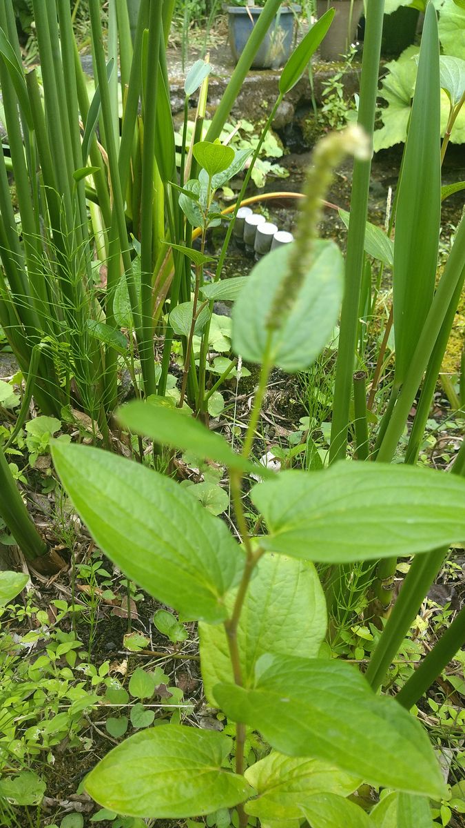 季節は半夏生でドクダミ科のハンゲショウ