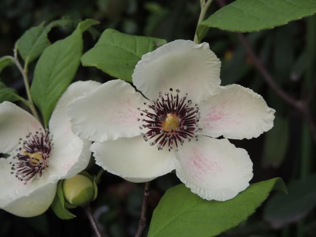 アメリカ夏椿が開花しました。