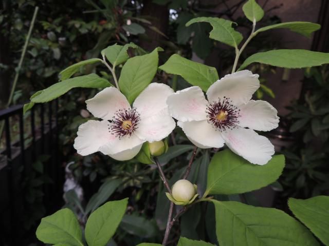 アメリカ夏椿が開花しました。