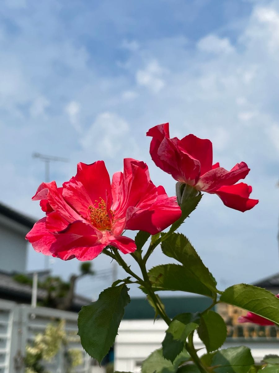 🌹今日の花