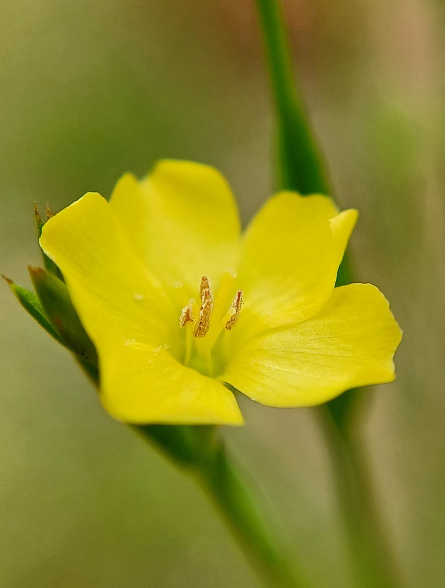 ちっちゃな花🌼