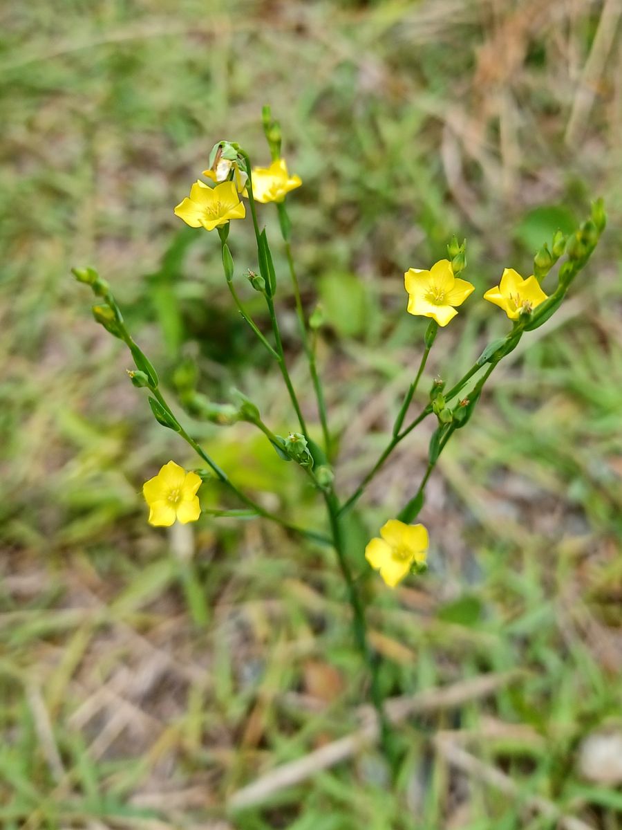 ちっちゃな花🌼