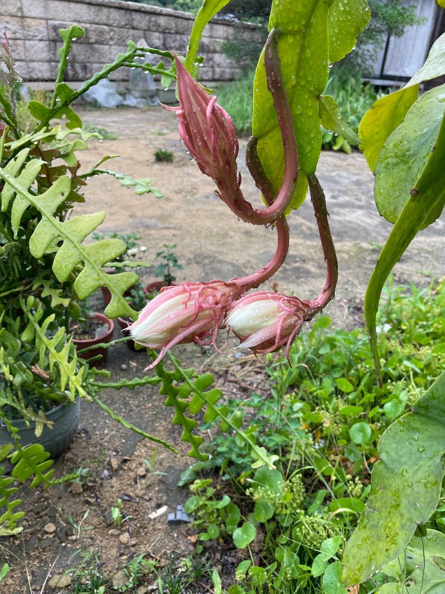 月下美人が開きました