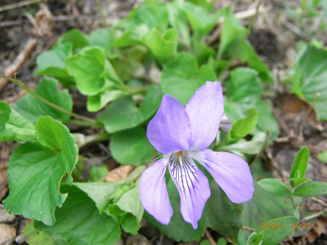 野草の花１５