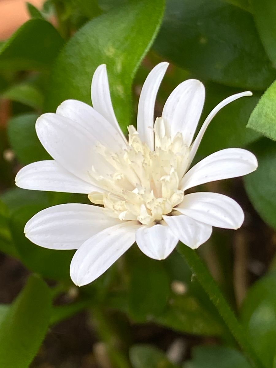 白い花で心清らかに✨☺️✨