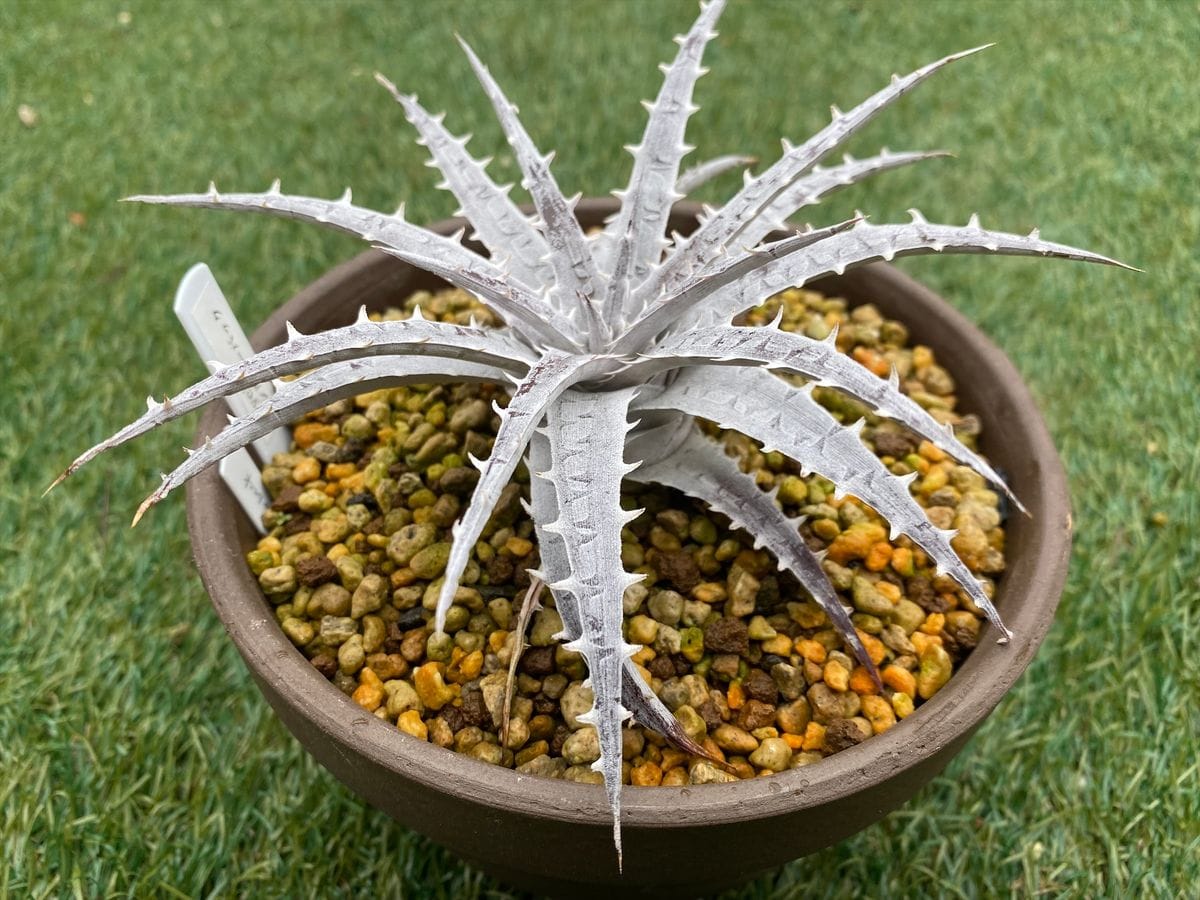 Dyckia ‘Silverback’