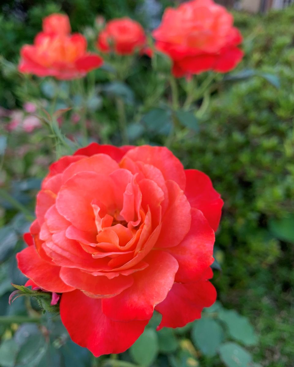 四季咲きの薔薇とノリウツギの蕾と・・・