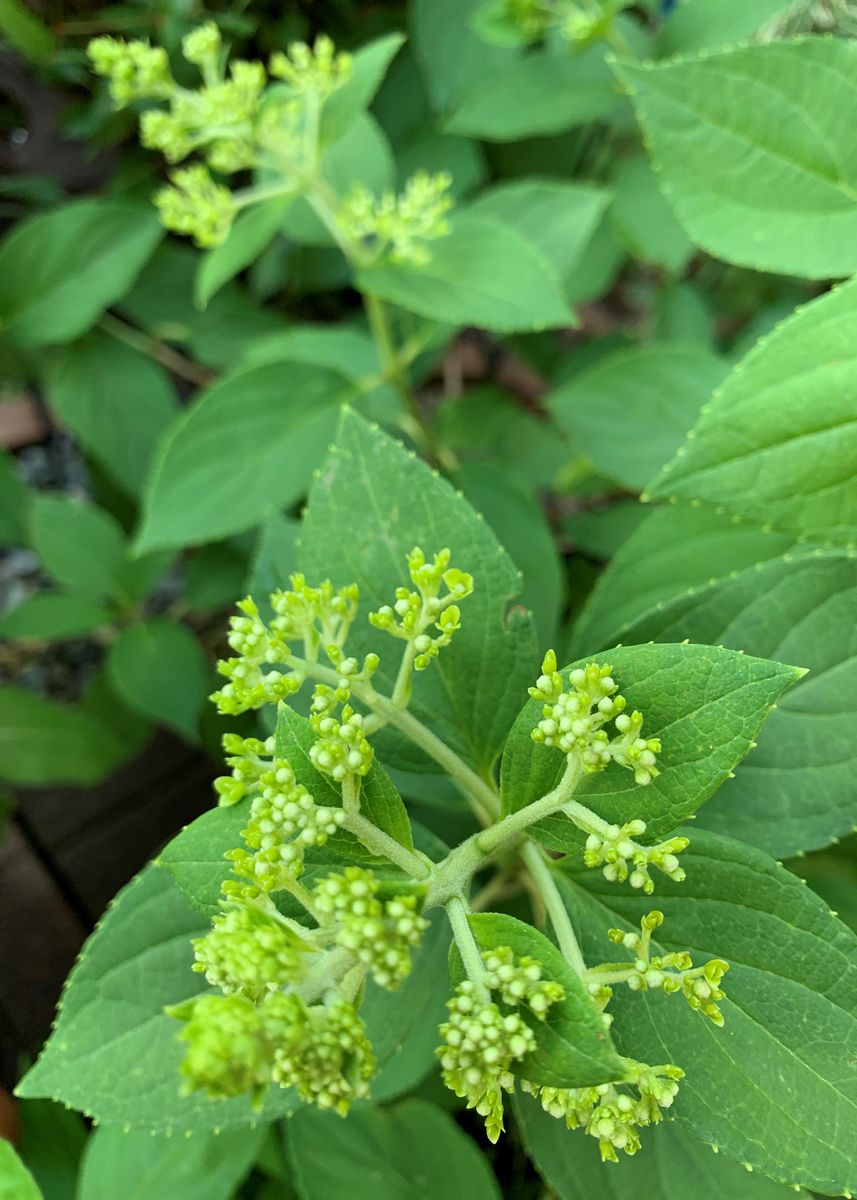 四季咲きの薔薇とノリウツギの蕾と・・・