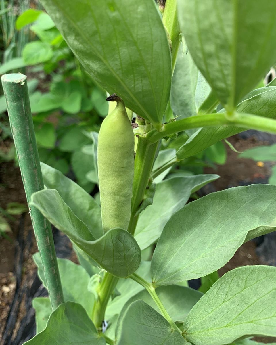 四季咲きの薔薇とノリウツギの蕾と・・・