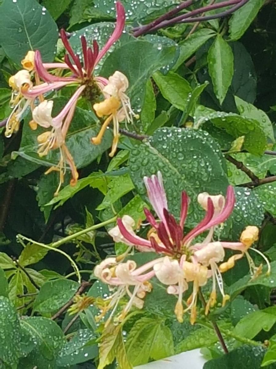 きょうも小雨