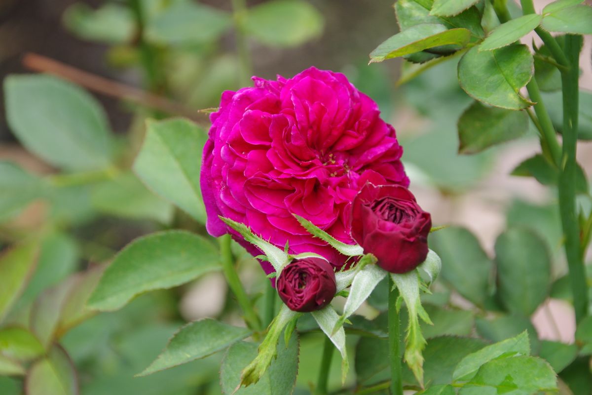 バラの二番花が咲き始めています。