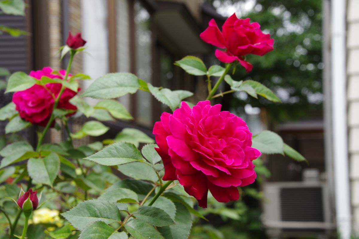 バラの二番花が咲き始めています。