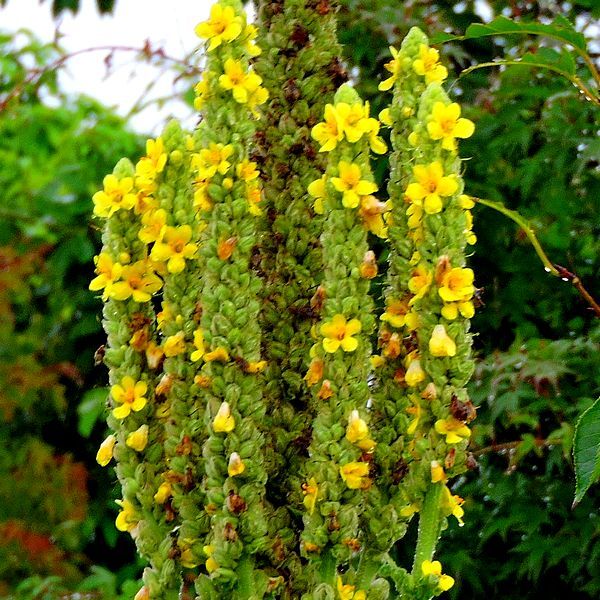 散歩道の花～ビロードモウズイカ