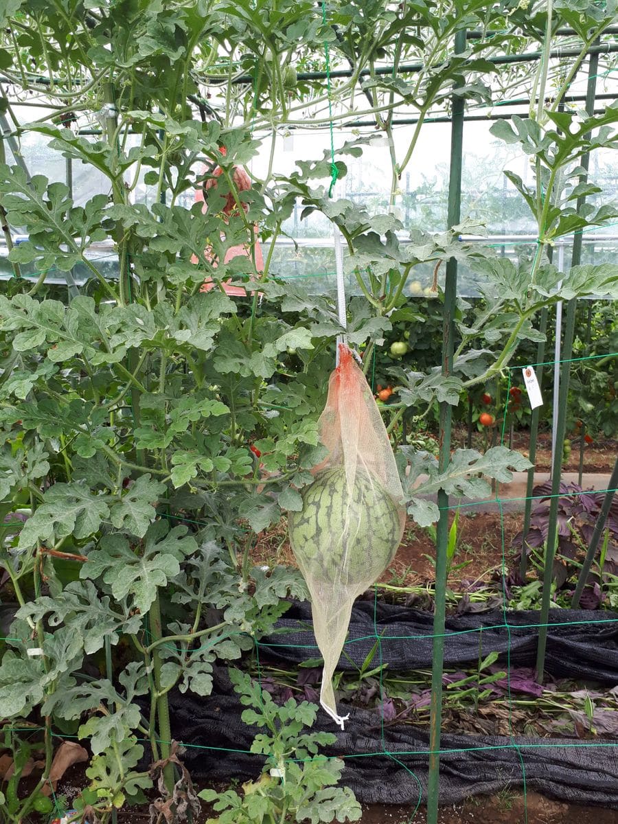 スイカの空中栽培、当初は受粉に苦戦したが昨年並みは確保できそう。