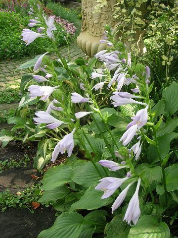 ギボウシの花