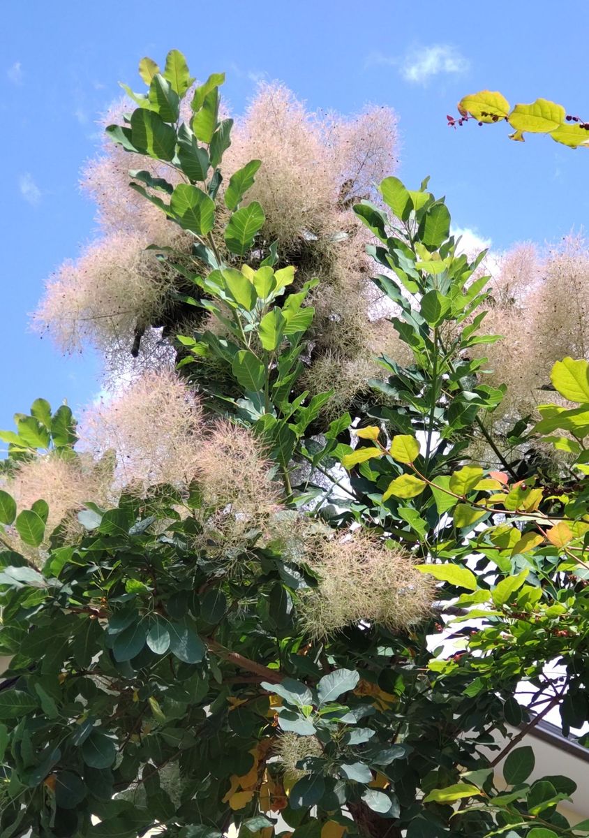 旅先で目にした花　　《　山形県　》