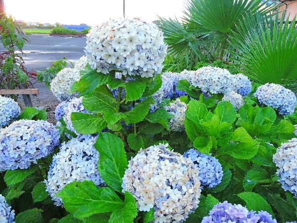 散歩道の花～アジサイ