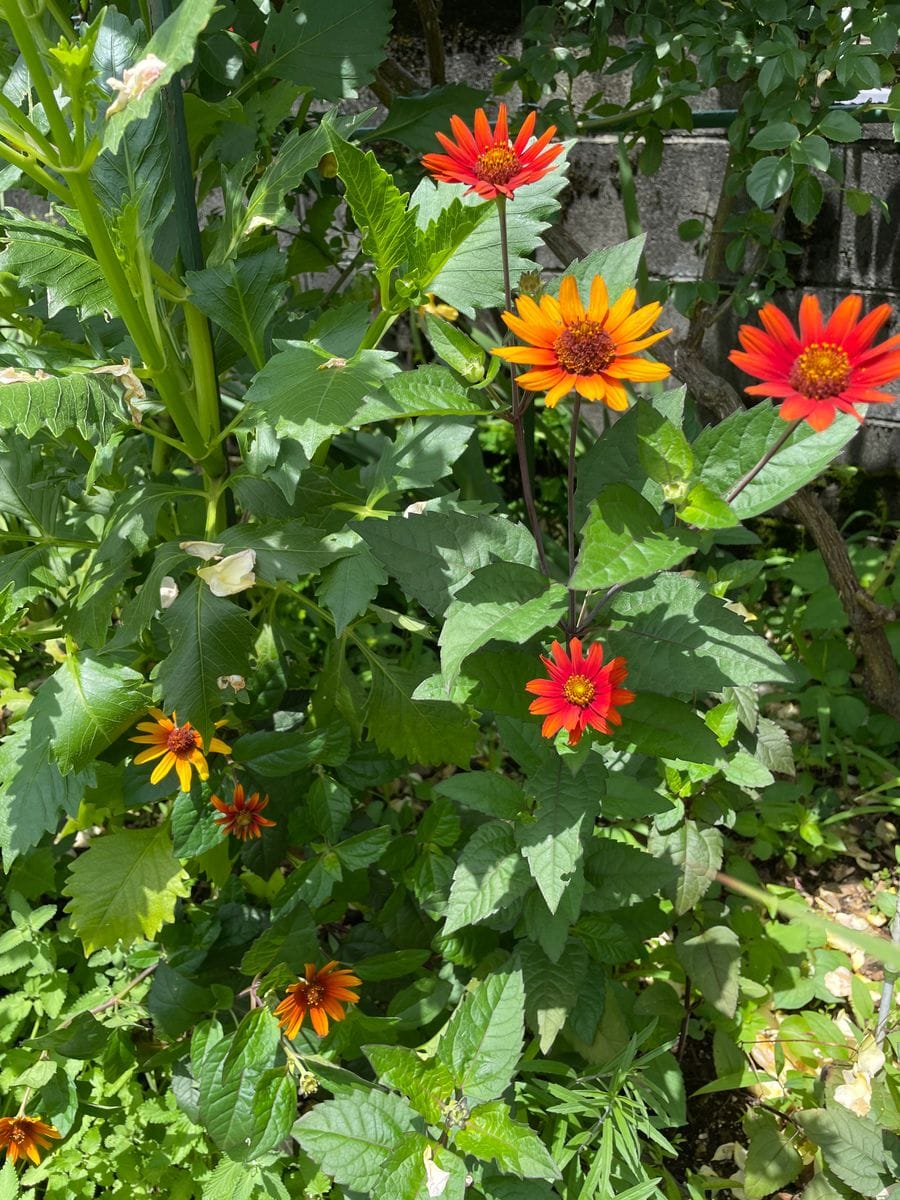 元気印のお花ばかり