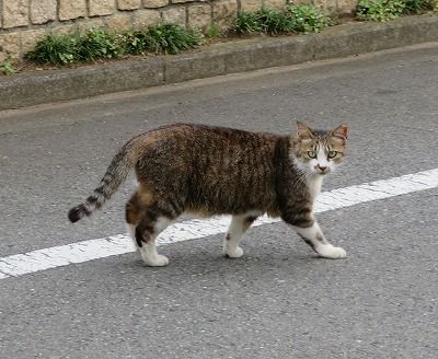 室外機で寛ぐニャゴ・・