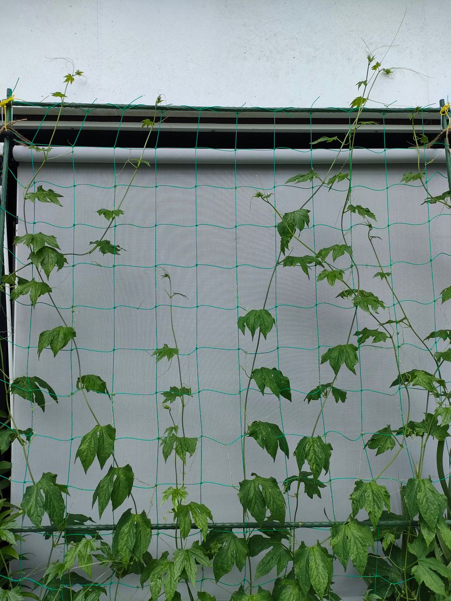 今日の様子🌿つる性植物