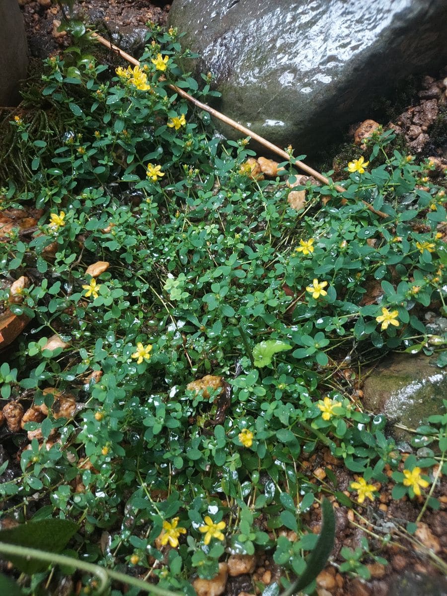 小花そっと咲いてる