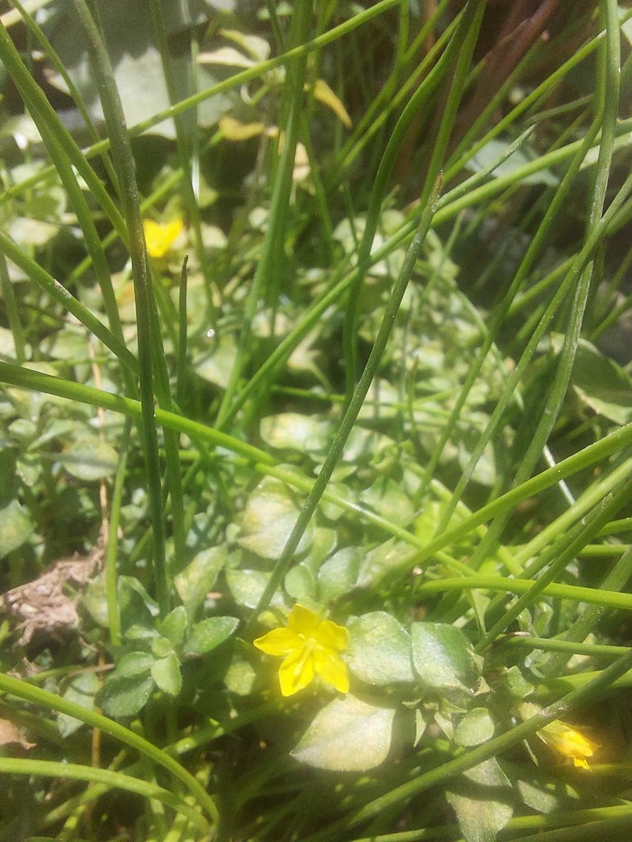 小花そっと咲いてる