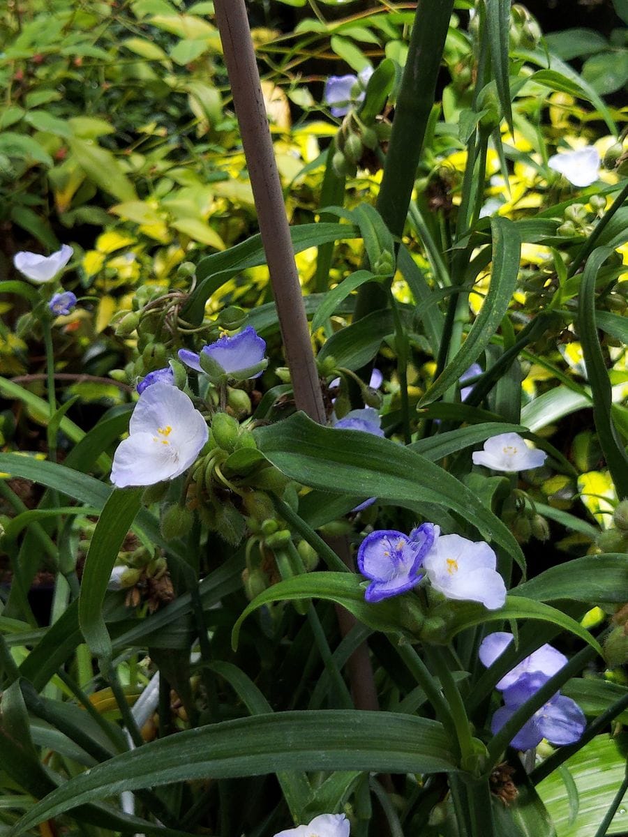 小花そっと咲いてる