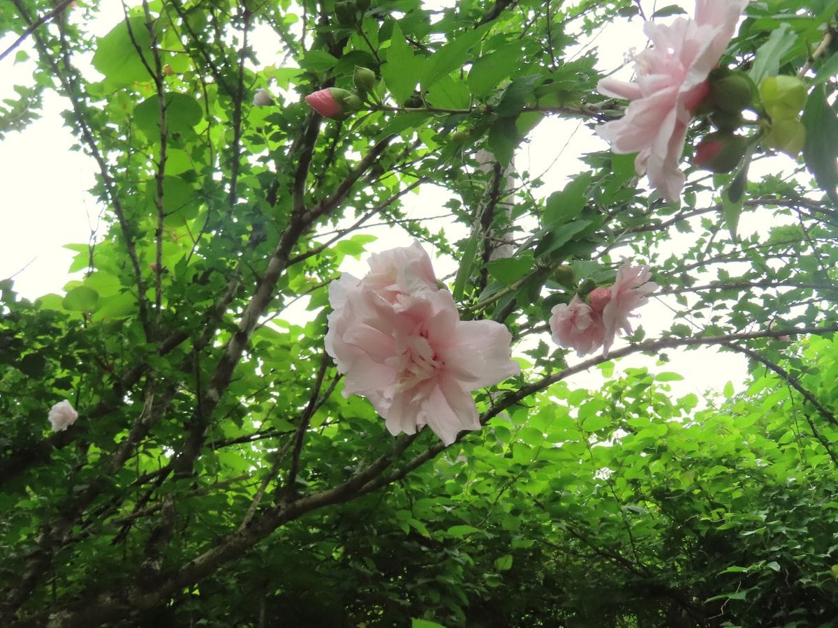 普明寺の八重咲ムクゲ