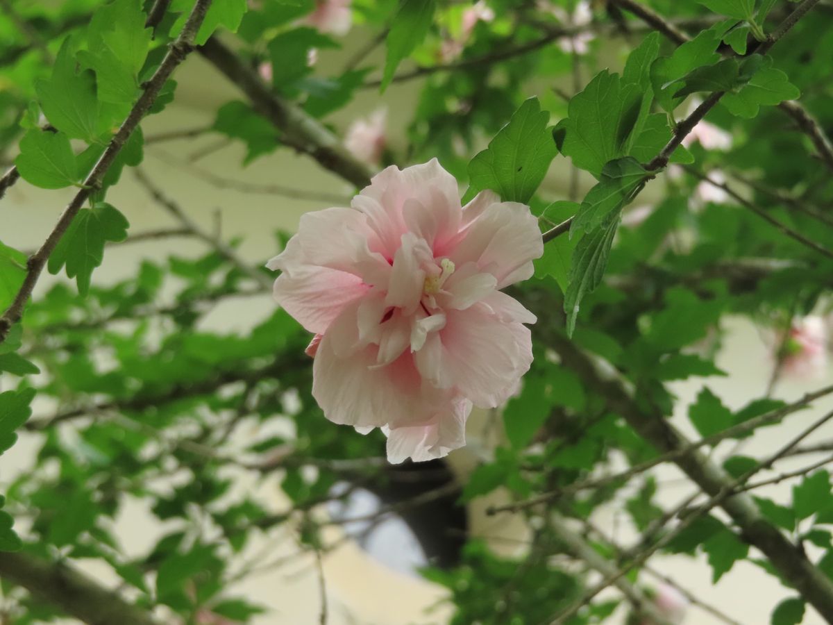 普明寺の八重咲ムクゲ