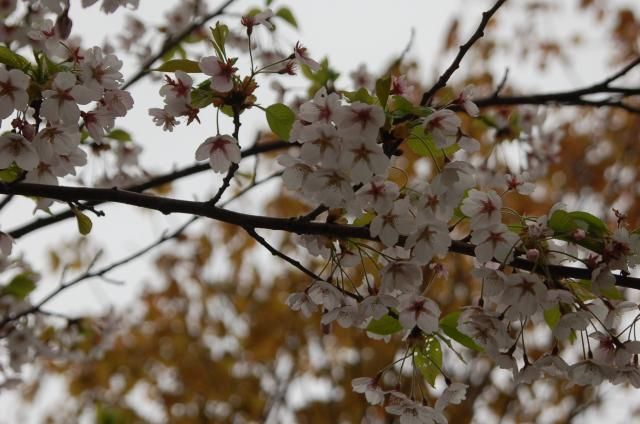 小雨・桜満開