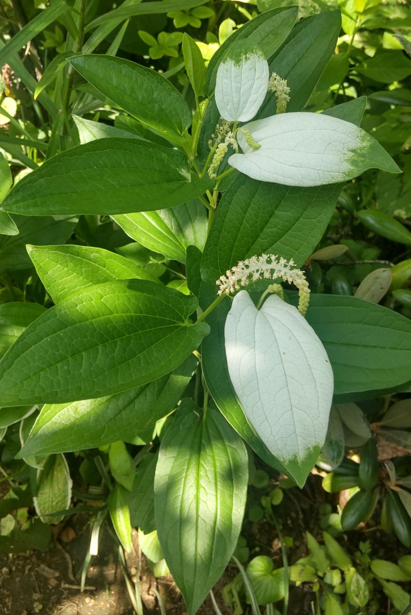 白いキキョウが咲きました