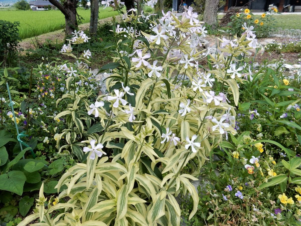 庭に咲く花ー 7月10日