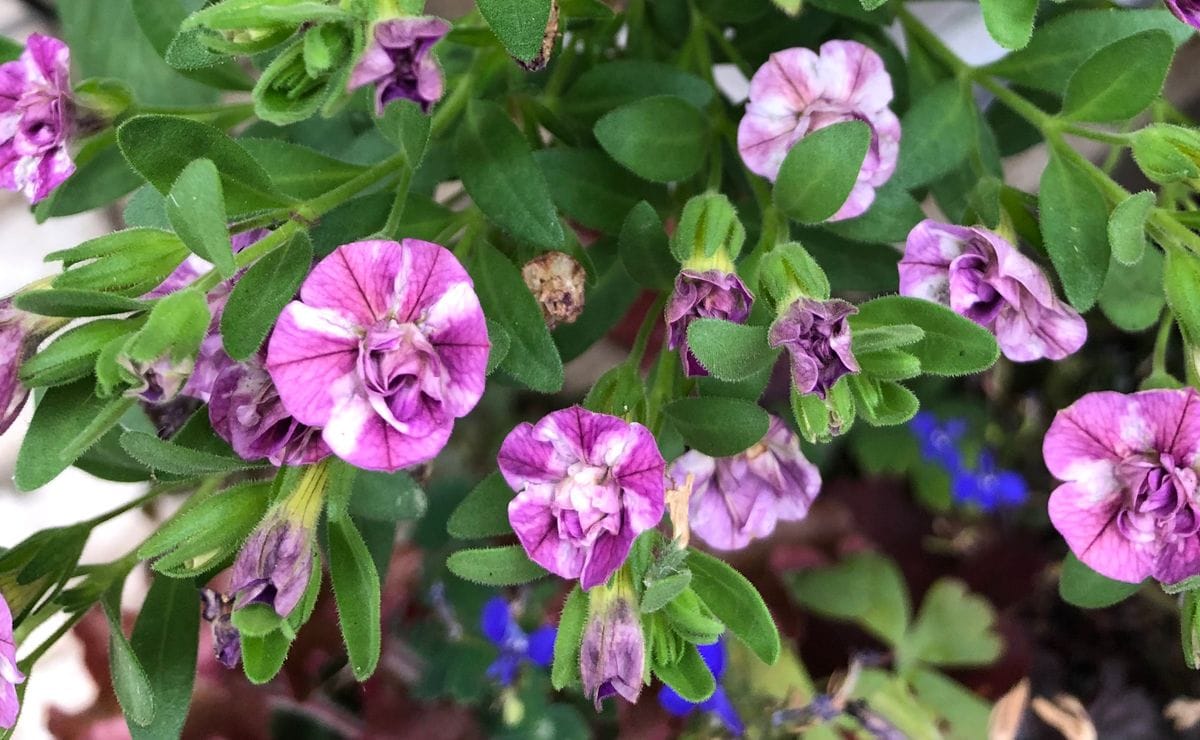 ピンクカサブランカの開花