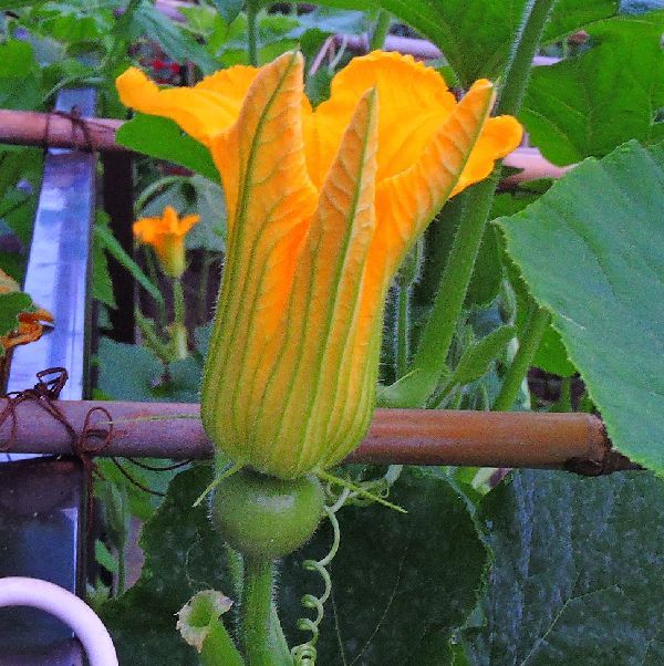 散歩道の花～野菜の花