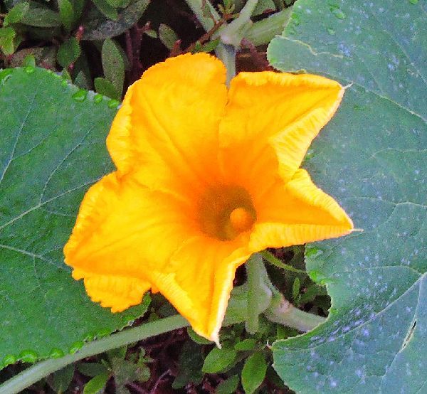 散歩道の花～野菜の花