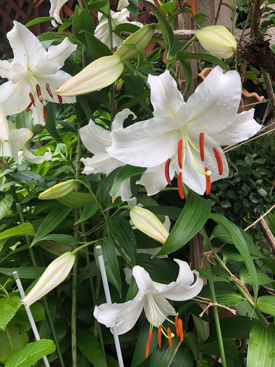 雨でも元気なカサブランカ