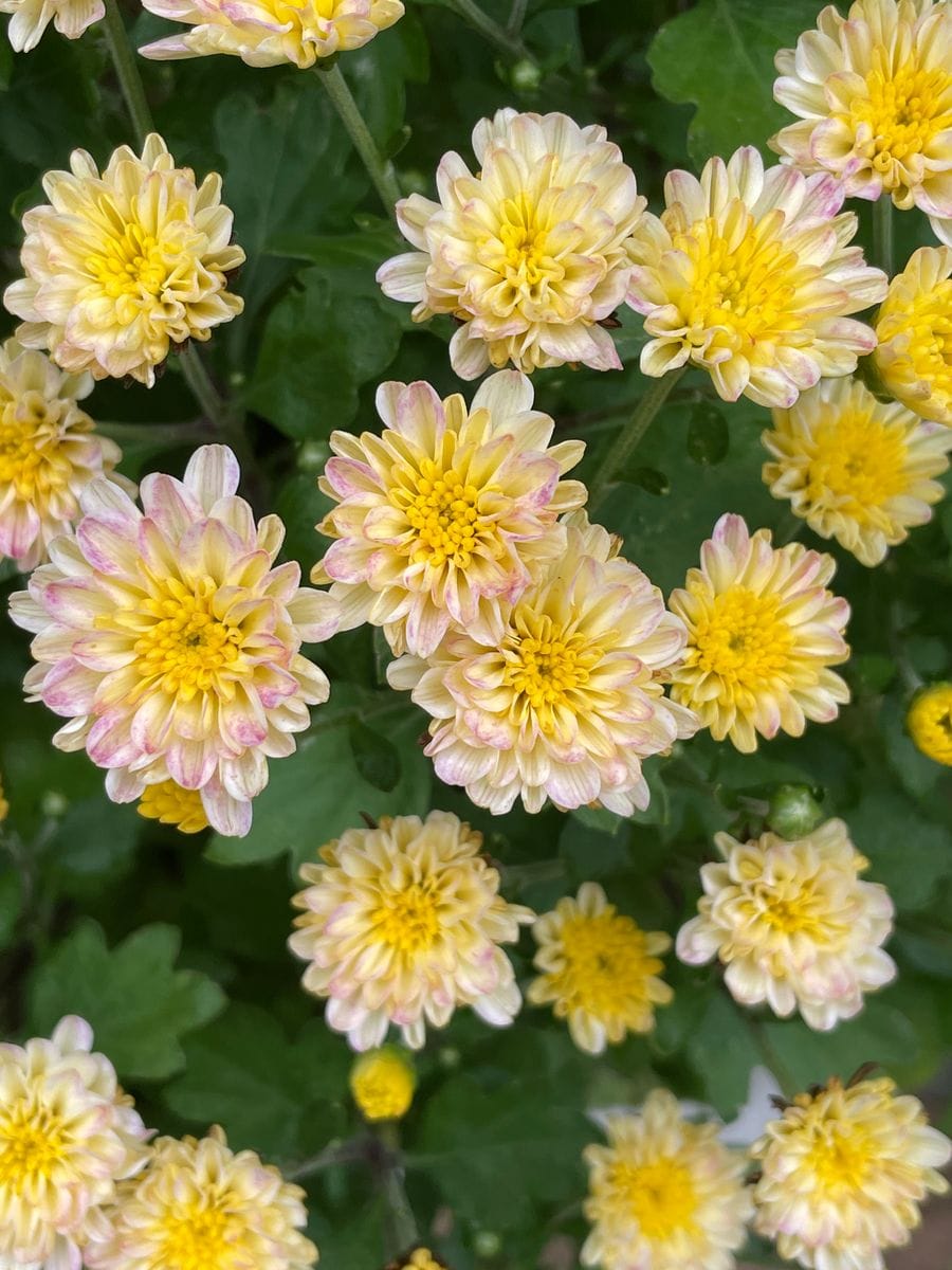 お花が満開💕