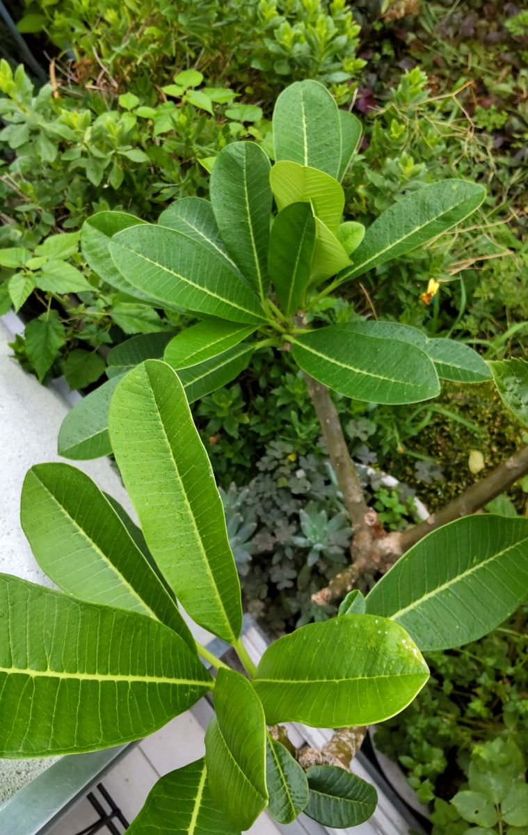 藤沢の元気な夏の花