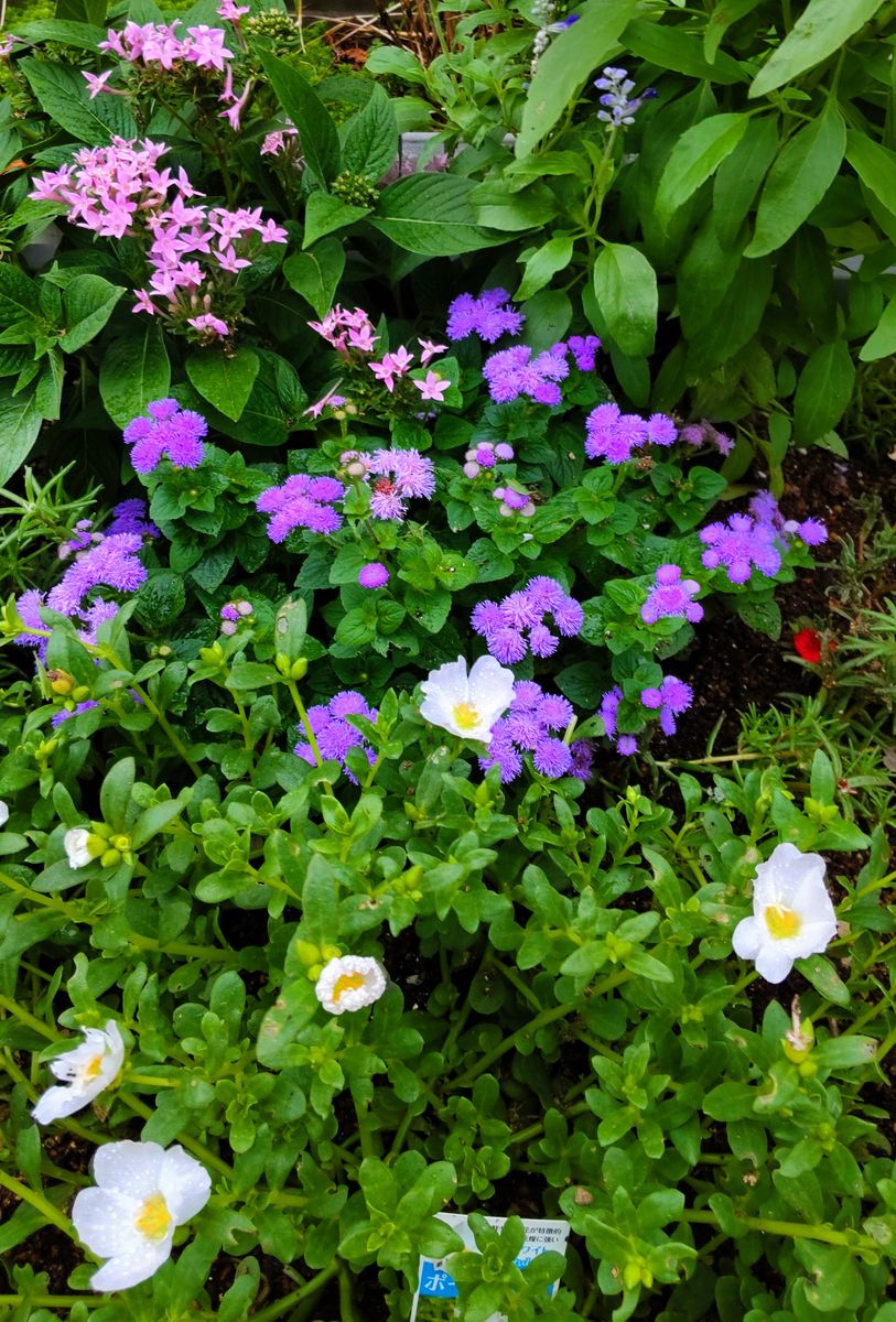 藤沢夏の花壇①